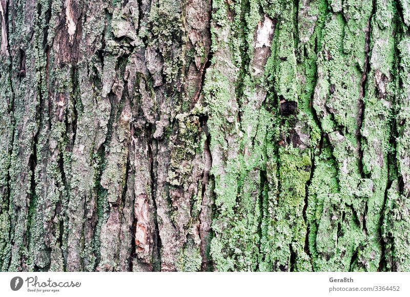 Holzuntergrund Ahornbaumstamm mit grünem Moos Natur Pflanze Herbst Klima Baum Park Wald natürlich braun grau Hintergrund Rinde blanko detailliert