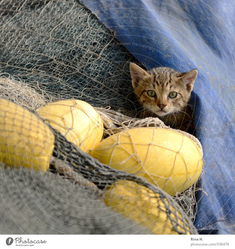 Fisherman's Friend Katze 1 Tier beobachten Neugier niedlich blau gelb Fischernetz Plastikplane verstecken Farbfoto Außenaufnahme Menschenleer