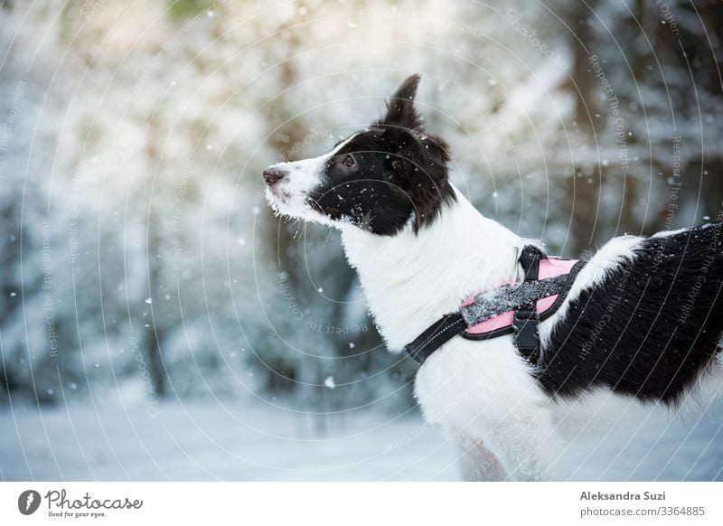 Frau spielt mit Hund in verschneiten Wald, genießen das Wetter. Laufen und springen glücklich Haustier, Mädchen lachen, Spaß haben. Schöne Winterlandschaft mit Bäumen im Schnee.