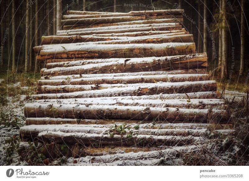 eiszeit | gelege Umwelt Natur Landschaft Urelemente Winter Klima Klimawandel Eis Frost Schnee Baum Wald sparsam Überleben Stapel liegen Baumstamm Holz Vorrat