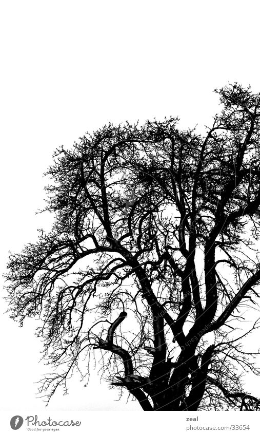 ::.. winter_tree ..:: Baum Winter trüb kalt trist dunkel Ast Schwarzweißfoto