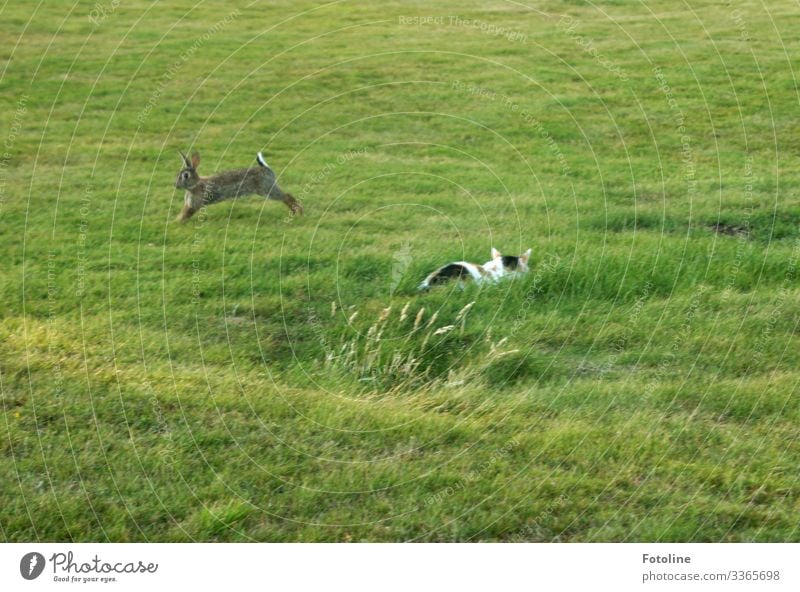 Jäger und Gejagter Umwelt Natur Landschaft Pflanze Tier Sommer Gras Wiese Haustier Wildtier Katze Fell 2 frei hell sportlich grün Hase & Kaninchen Kaninchenbau