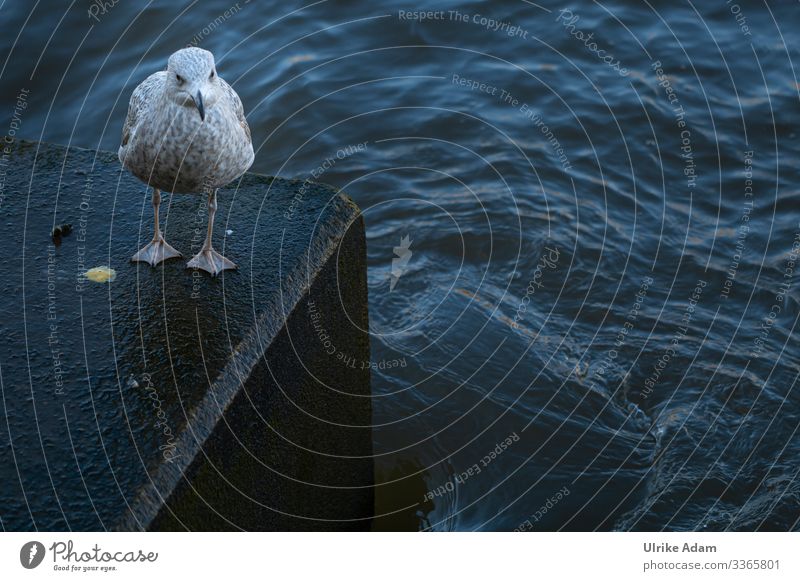 Einsame Möwe an der Themse stehend Tier Vogel isoliert Platz für Text Menschenleer Außenaufnahme Fluss