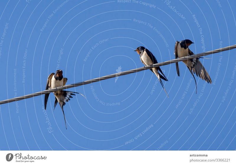 Drei Rauchschwalben sitzen auf Drähten, Himmel Hintergrund Tier Vogel Scheune Standschwalbe schön Futterhäuschen Vogelbeobachtung schwarz blau Fauna Fliege