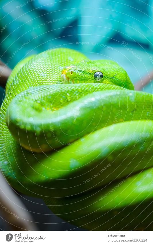 Grüner Baumpython auf einem Ast, Terrarium Tier Windstille Smaragd exotisch Auge Fauna Wald grün Kopf Natur Python erreichend Reptil Skala Schlange tropisch