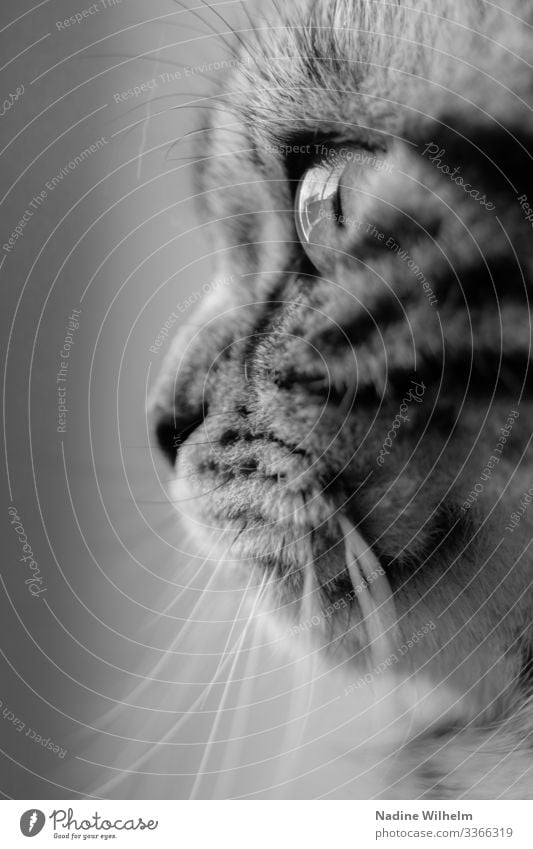 British Shorthair Cat Tier Haustier Katze Tiergesicht Fell 1 Blick schön nah grau schwarz weiß elegant Sinnesorgane Schwarzweißfoto Innenaufnahme Nahaufnahme