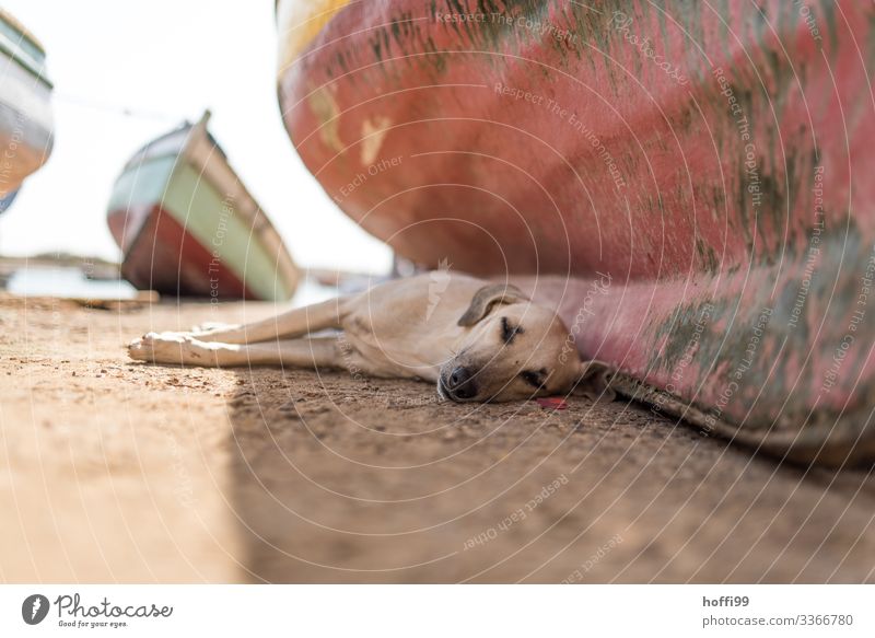 Pause - nach dem Mittag ... Schönes Wetter Küste Meer Atlantik Fischerdorf Platz Hafen Fischerboot Hund 1 Tier liegen schlafen warten authentisch heiß hell