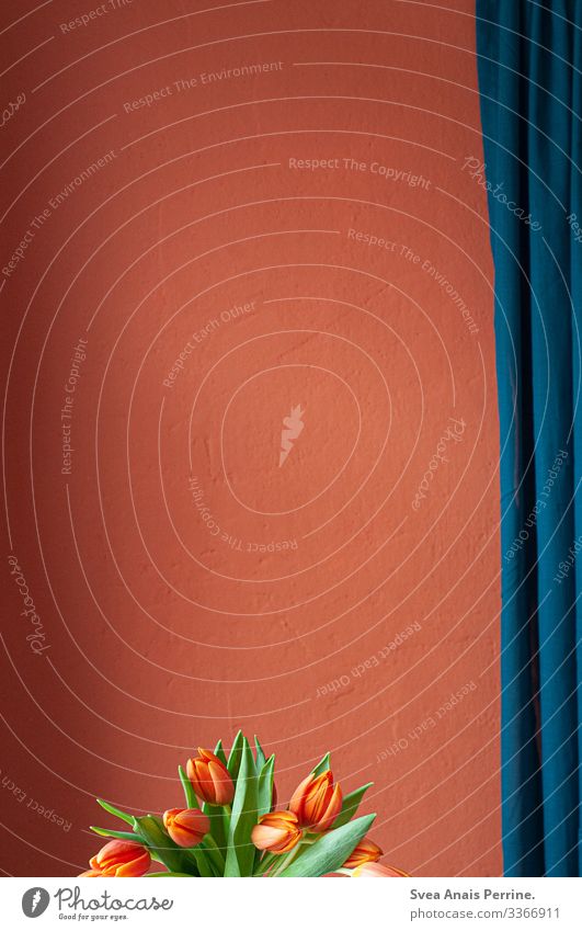 Wandfarbenkollektion - Rot Reichtum elegant Design Wohnung Innenarchitektur Dekoration & Verzierung Möbel Pflanze Tulpe Mauer Gardine modern blau rot ästhetisch
