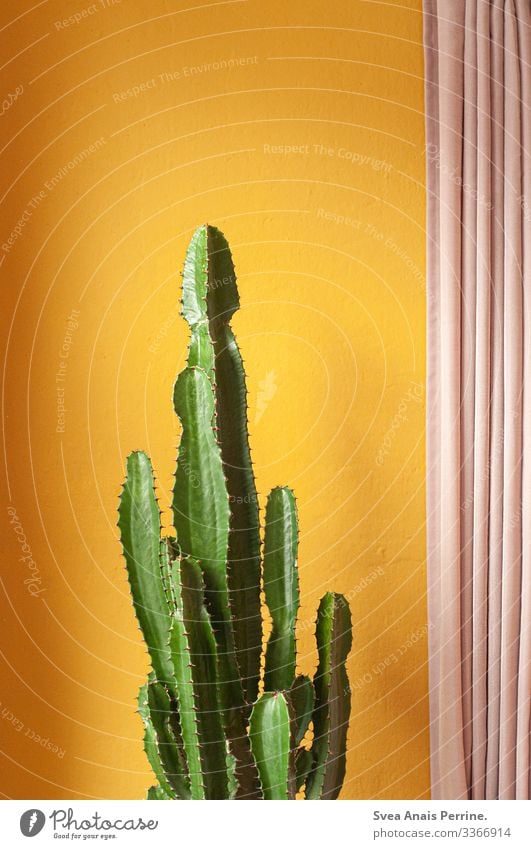 Wandfarbenkollektion - Gelb Stil Design Pflanze Kaktus exotisch Architektur Mauer Gardine außergewöhnlich trendy gelb gold rosa Farbe einzigartig
