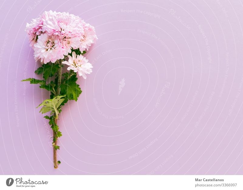 Blumenstrauß auf rosa Hintergrund. Raum kopieren. elegant Dekoration & Verzierung Feste & Feiern Valentinstag Muttertag Hochzeit Geburtstag Erwachsene