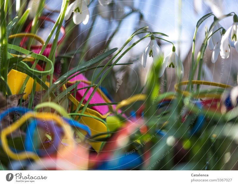 Challenge | Objekt der Begierde: Gummibänder liegen im Gras zwischen den Schneeglöckchen Umwelt Natur Pflanze Himmel Frühling Schönes Wetter Blume Blatt Blüte