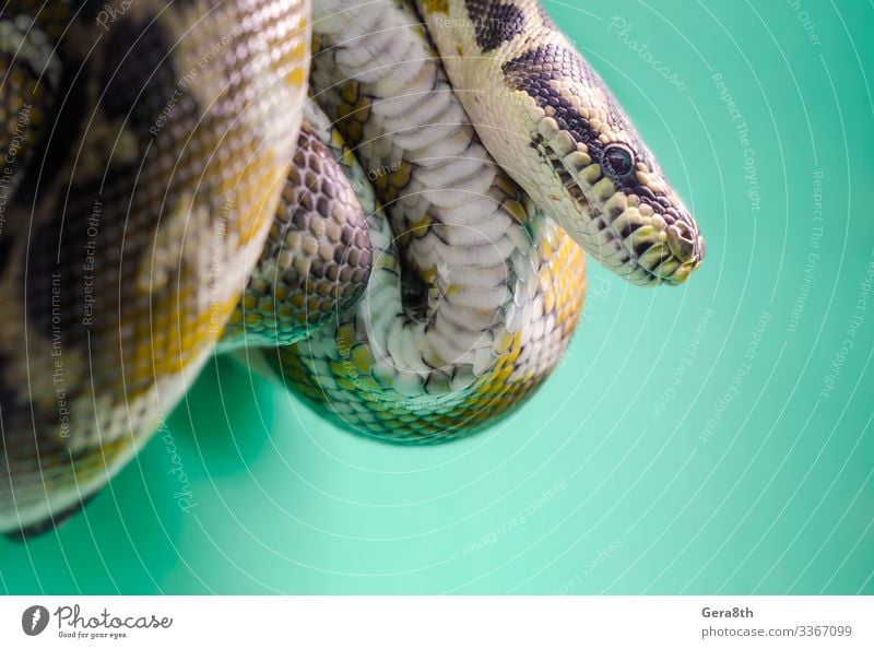 Kopf und Auge einer Schlange, die in Nahaufnahme an einem Ast hängt exotisch Haut Zoo Natur Tier Leder Streifen gruselig natürlich wild braun gelb Farbe