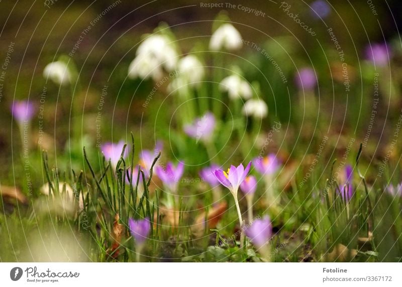 Frühlingswiese Umwelt Natur Landschaft Pflanze Urelemente Erde Schönes Wetter Blume Blüte Garten Park Wiese hell nah natürlich grün violett weiß Krokusse