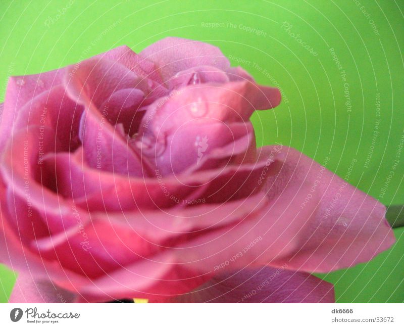 pinke rose mit grünem hintergrund Rose Wassertropfen rosa Natur Detailaufnahme grüner hintergrund