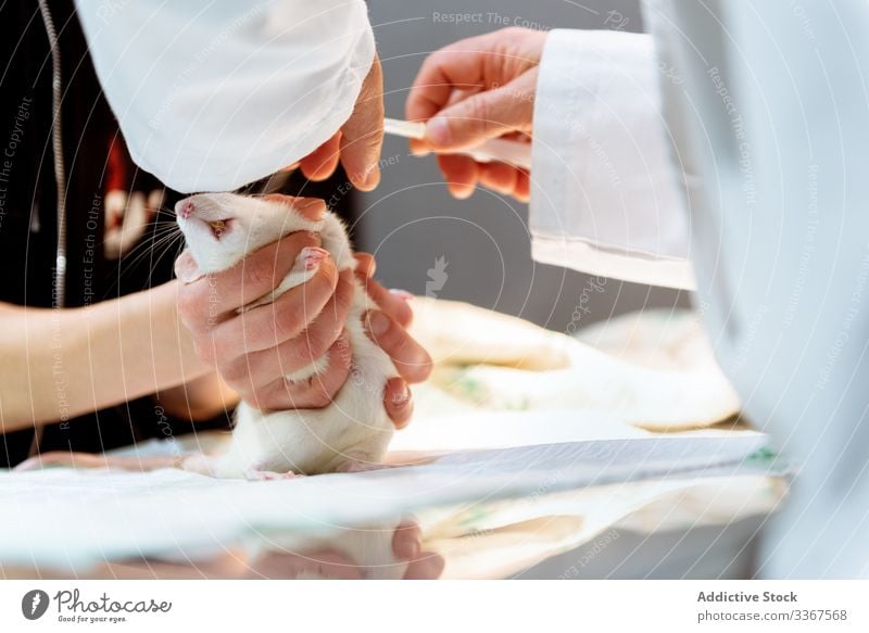 Tierarzt macht Injektion für Ratte Veterinär Einspritzung Haustier medizinisch Arzt Spritze Hände behandeln. Pflege Klinik Krankenhaus Gesundheit krank