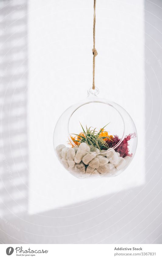 Dekorative Pflanzen im Glaspflanzenterrarium dekorativ Terrarium kugelrund Sukkulente farbenfroh hängen durchsichtig Blume organisch Zusammensetzung Flora grün