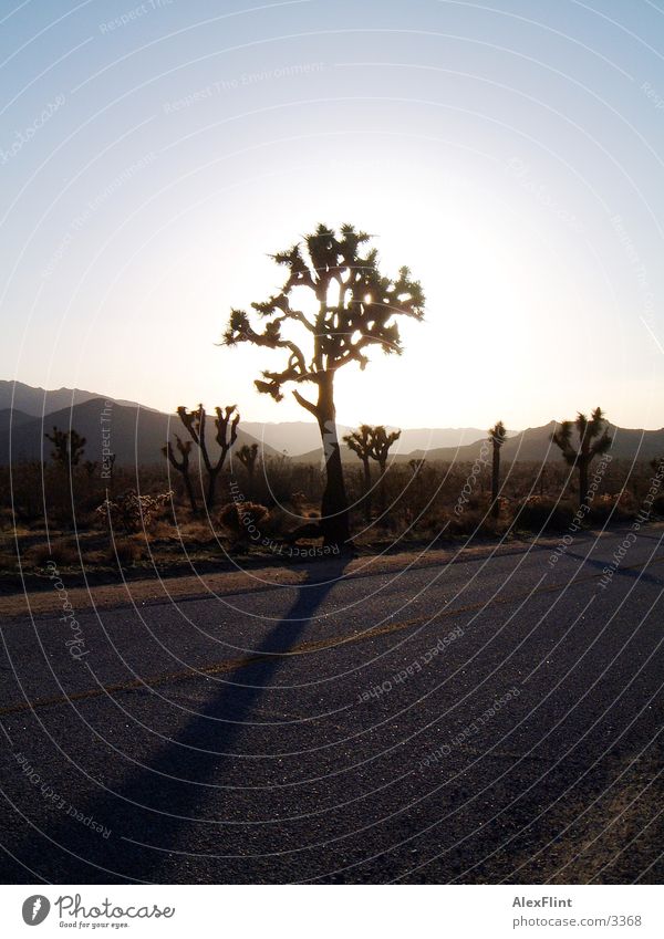 road 66 Baum Straße Route 66 Landstraße Wüste Gegenlicht Sonnenlicht Vor hellem Hintergrund Menschenleer