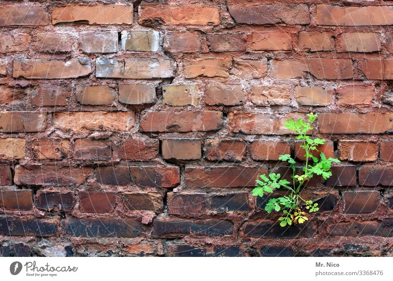 eine frage der zeit Pflanze Blatt Dorf Stadt Haus Bauwerk Gebäude Mauer Wand grün rot Wachstum Durchsetzungsvermögen Riss alt Verfall Ruine Mauerpflanze