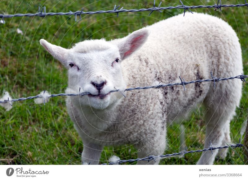 Schaf knabbert an Stacheldrahtzaun und steht auf grüner Wiese Gras Tier Nutztier 1 Tierjunges Blick stachelig weich weiß Kauen xenias Außenaufnahme