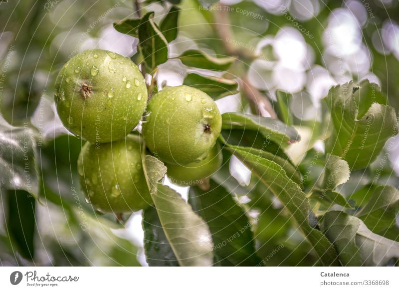 Noch unreife, grüne Äpfel am Baum an einem regnerischem Morgen natur Flora Pflanze Obstbaum Apfelbaum Blätter Ast Wassertropfen nass nahrhaft gesund Regen