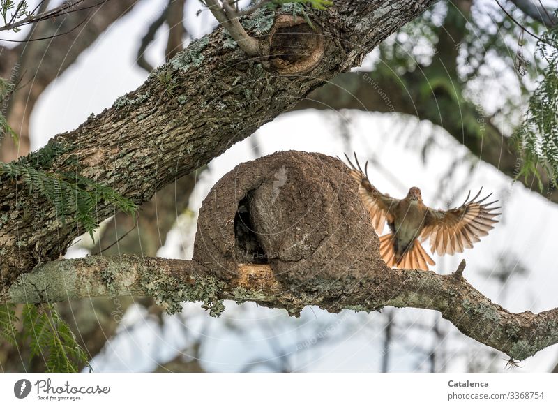 Abflug, ein Hornerovogel verlässt sein Nest aus Lehm Natur Pflanze Tier Himmel Sommer Baum Blatt Jacaranda Garten Park Wildtier Vogel Töpfervogel