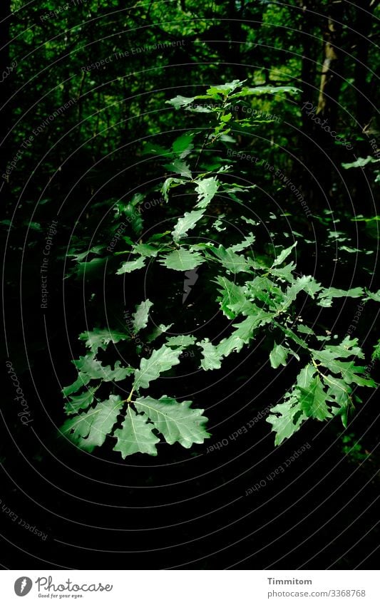 Eichenblätter grün Wald Natur Blatt Umwelt dunkel Eichenblatt Menschenleer Licht Schatten