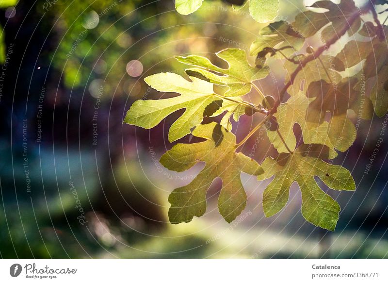 Feigenblätter und Früchte im Gegenlicht am Abend Pflanze Sommer Natur Sonnenlicht Menschenleer Umwelt Licht grün Blatt Baum Kontrast Feigenblatt Frucht