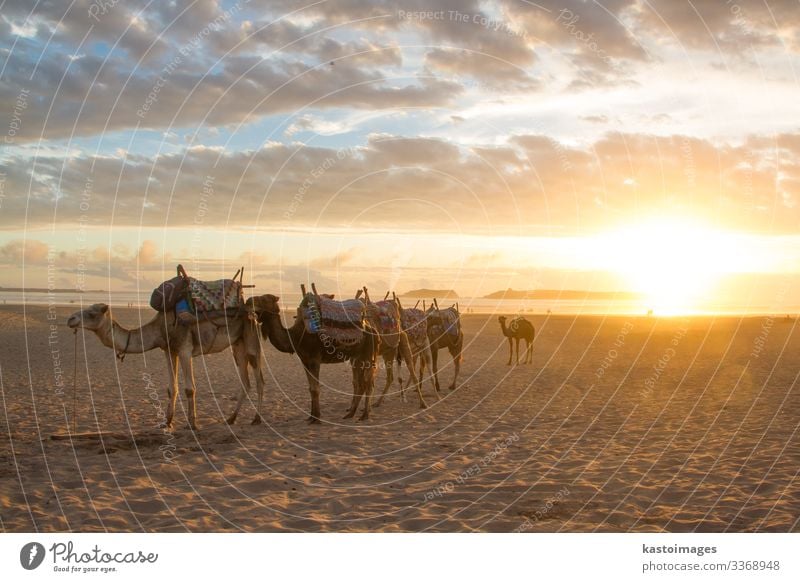 Kamelkarawane am Strand von Essaouira, Marokko. Camel Wohnwagen Sand Sandstrand Abenteuer wüst Ferien & Urlaub & Reisen Tourismus Dromedar Afrika Tier Sommer