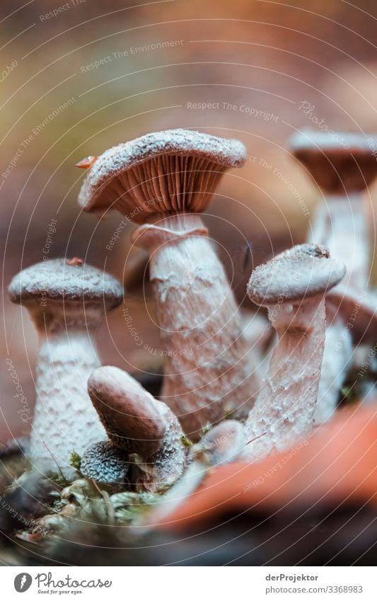 Pilze im Thüringer Wald Ferien & Urlaub & Reisen Tourismus Ausflug Berge u. Gebirge wandern Umwelt Natur Landschaft Pflanze Tier Erde Herbst schlechtes Wetter