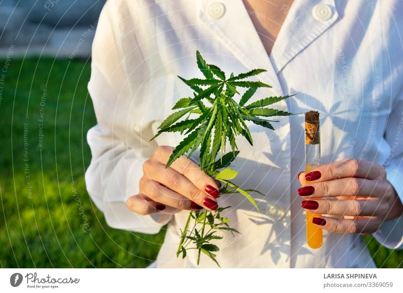 Arzt mit Cannabiszweig, Reagenzglas Kräuter & Gewürze Medikament Erholung Wissenschaften Labor Prüfung & Examen Hand Natur Pflanze Blatt natürlich grün Hanf