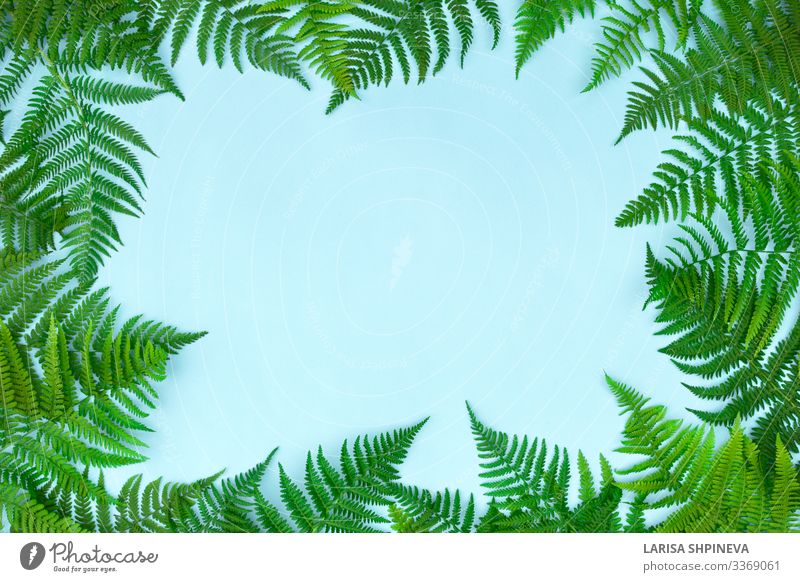 Rahmen aus grünen Farnblättern, Palme Reichtum Design Sommer Garten Tapete Kunst Natur Pflanze Urelemente Herbst Blatt trendy modern natürlich blau Farbe