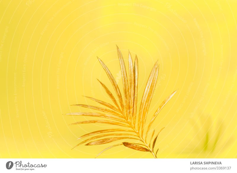 Goldenes Palmenblatt auf gelbem Hintergrund. elegant Stil Design exotisch schön Sommer Dekoration & Verzierung Tapete Büro Natur Pflanze Baum Blume Blatt Urwald