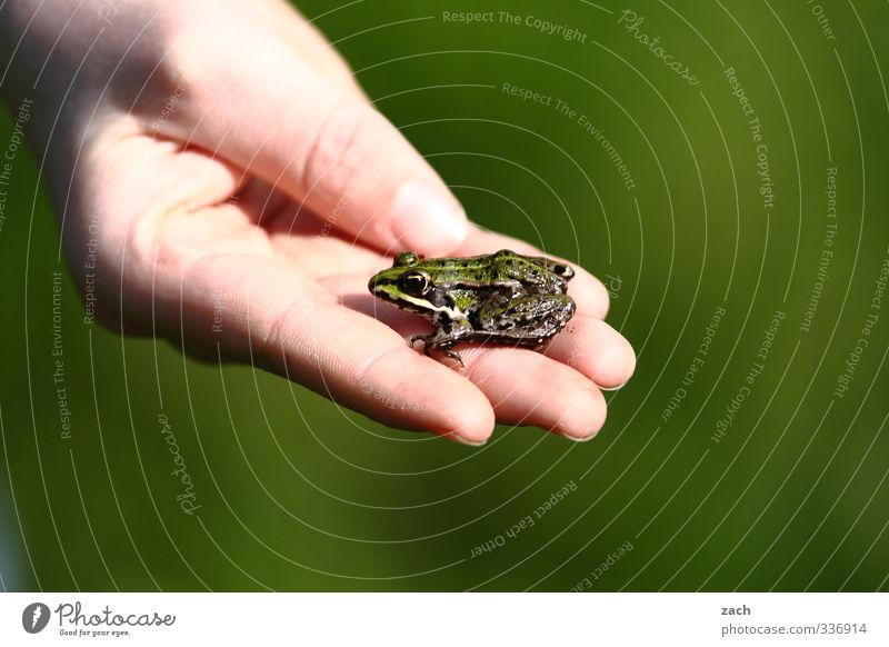 potenzieller Prinz Hand Finger Tier Frosch Laubfrosch sitzen Ekel schleimig grün Farbfoto Außenaufnahme Menschenleer Textfreiraum rechts Textfreiraum unten