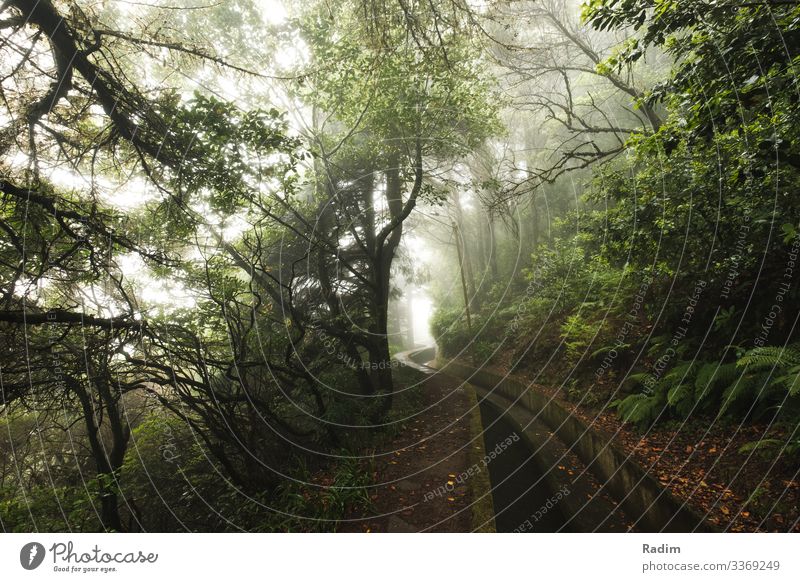 Levada auf Madeira Nachlauf Bäume Baum Weitwinkel Grünstich grün Nebel forstwirtschaftlich Wald Lorbeerwälder Vegetation Dschungel Frühling Wurmfarn tropisch