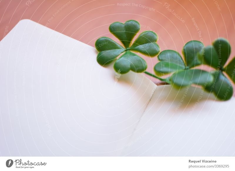 Kleeblätter auf einem leeren Notizbuch. Natur Pflanze Papier schreiben grün weiß Notebook Kleeblatt vereinzelt Glück patrick Iren Republik Irland vier glücklich