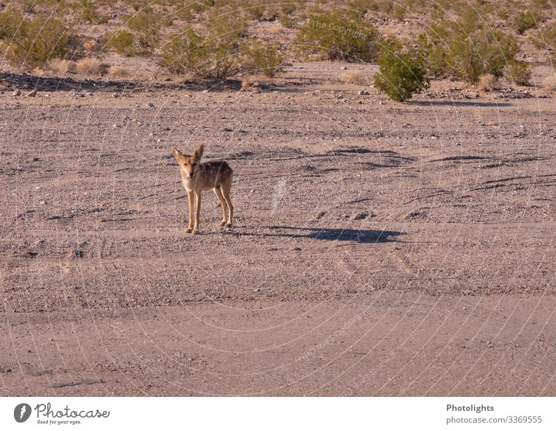 Koyote - Death Valley Umwelt Landschaft Tier Wärme Wüste Death Valley National Park Wildtier Kojote 1 beobachten nah trocken wild braun gelb grau grün schwarz