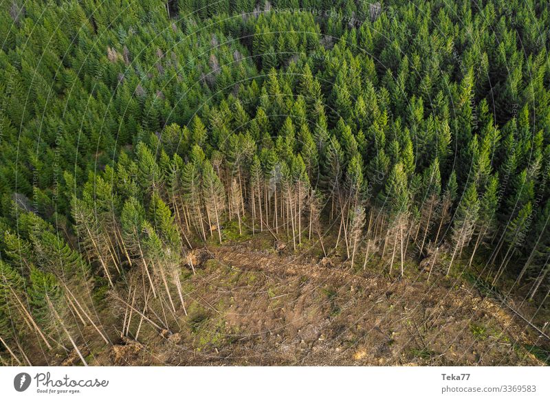 #Nadelwald mit Sturmschäden Winter Umwelt Natur Landschaft Pflanze Wald ästhetisch Orkan Forstwirtschaft Orkan Kyrill Farbfoto Außenaufnahme Luftaufnahme