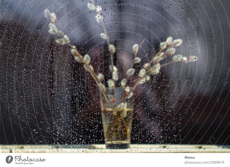 Blühende Weide in einer Vase April Hintergrundbild schön Blüte Blumenstrauß Zweig Blütenknospen Bündel Katzenbaby Dekoration & Verzierung Ostern frisch Wachstum