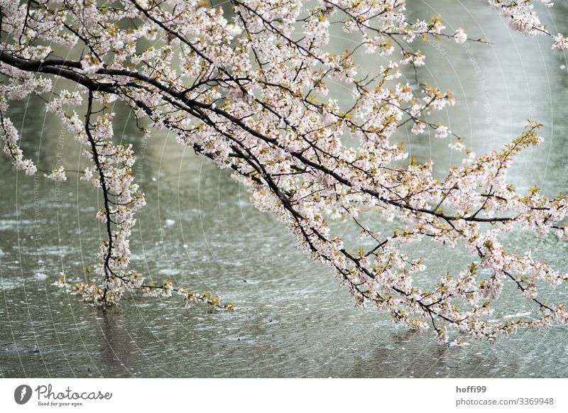 Zweige mit Frühlingsblüten im Regen am See mit Regentropen Natur Pflanze Schönes Wetter schlechtes Wetter Baum Blüte Park Teich ästhetisch Duft frisch hell nass
