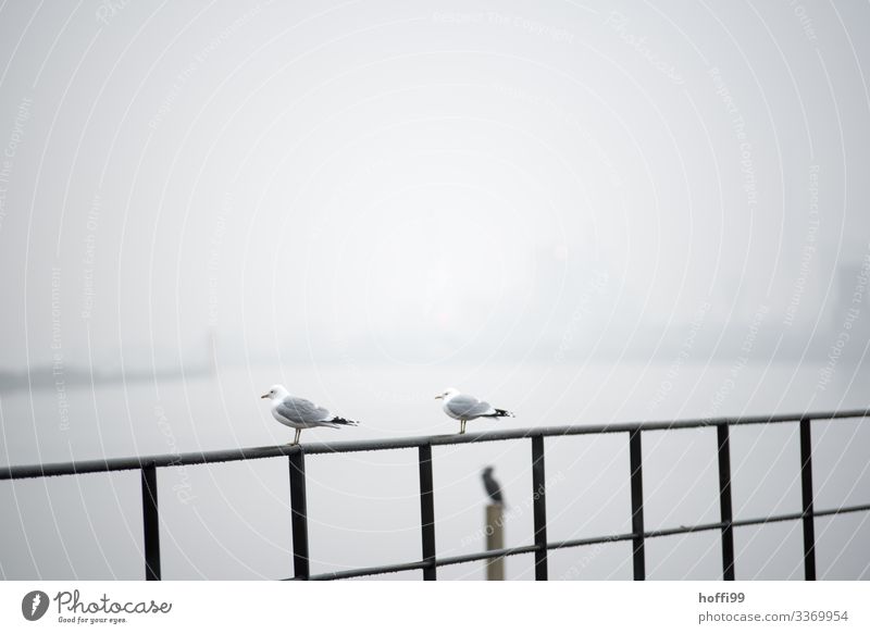 Möwen im Nebel Wasser Klima schlechtes Wetter Hafen Vogel Möwenvögel 2 Tier Geländer beobachten hocken sitzen stehen warten einfach Zusammensein kalt nass