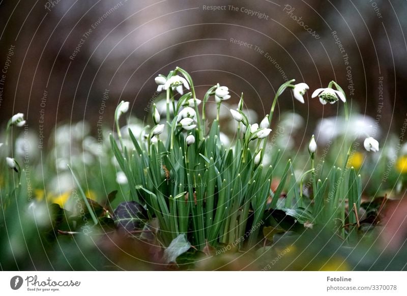 blühende Schneeglöckchen auf einer Wiese an einem kalten Tag im Februar Umwelt Natur Landschaft Pflanze Urelemente Erde Frühling Schönes Wetter Blume Efeu Blüte
