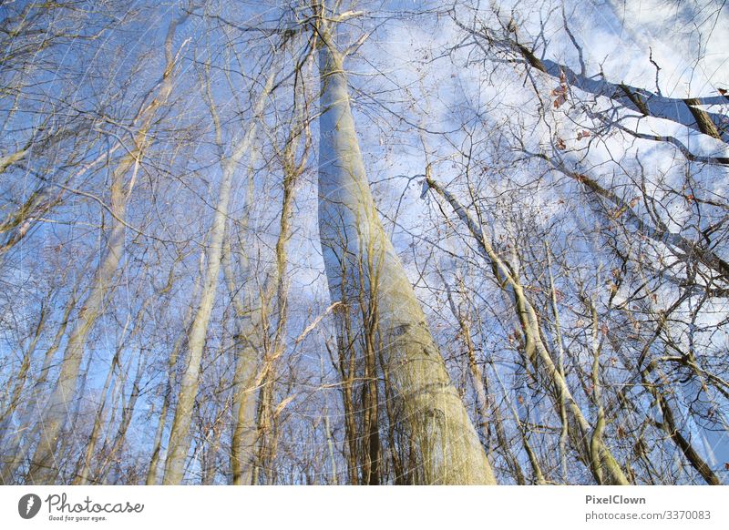 Wald exotisch Ferien & Urlaub & Reisen Umwelt Natur Landschaft Klima Pflanze Baum Wildpflanze Wachstum schön blau Stimmung Farbfoto Außenaufnahme Experiment