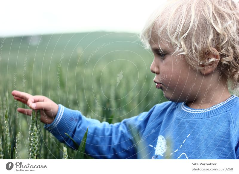 Wie fühlen sich wohl Ähren an? Spielen Sommer Kind Kleinkind Junge Kindheit Gesicht Hand 1 Mensch 3-8 Jahre Natur Weizenfeld Feld blond Locken berühren