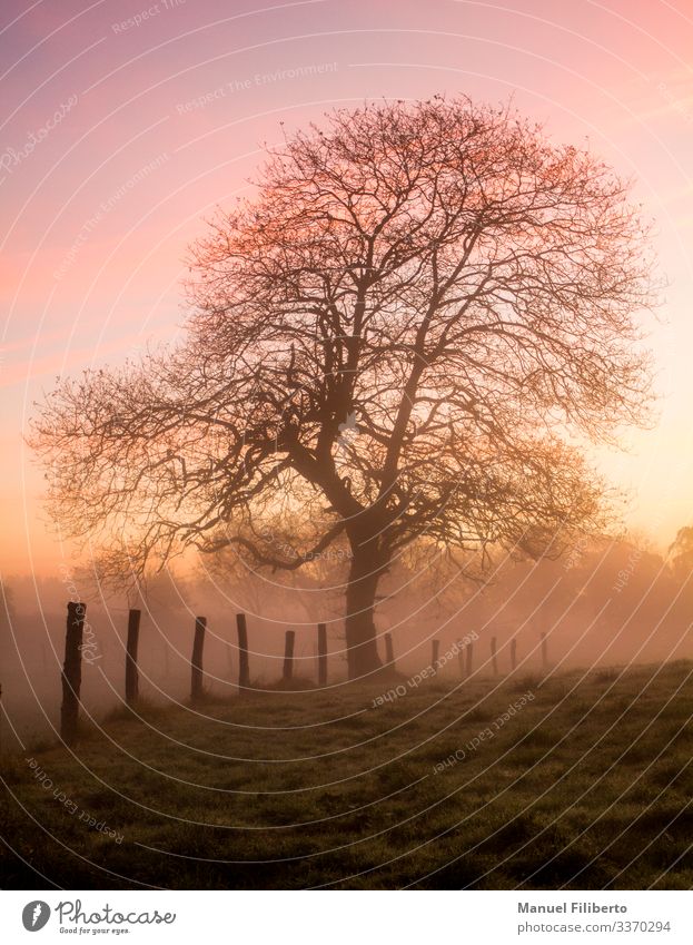 Eiche im Winter in der Morgendämmerung mit rosa und goldenen Lichtern Umwelt Landschaft Sonnenaufgang Sonnenuntergang Baum Wiese Feld Holz berühren Denken