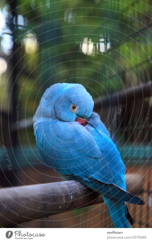 Blauer indischer Ringhalspapagei Psittacula krameri Natur Tier Baum Haustier Wildtier Vogel Tiergesicht Flügel 1 blau grün Papagei Indischer Ringhalspapagei