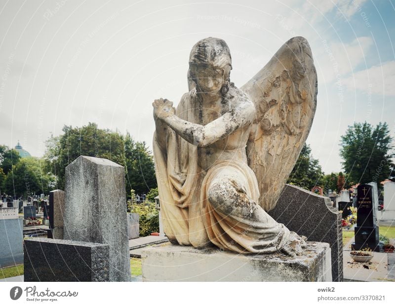 Trauriger Engel feminin androgyn 1 Mensch Skulptur Himmel Wolken Schönes Wetter Baum Flügel Friedhof Zentralfriedhof Sandstein Grab Grabstein Stein sitzen alt