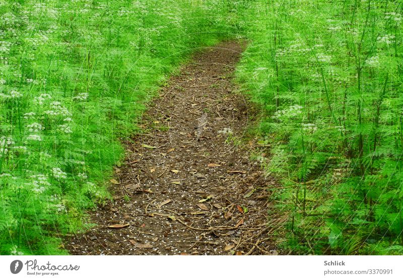 Traumpfad Natur Landschaft Garten außergewöhnlich braun grün Wege & Pfade Fußweg fantastisch Wiesenkerbel Pflanze Doppelbelichtung Esoterik gekrümmt Frühling