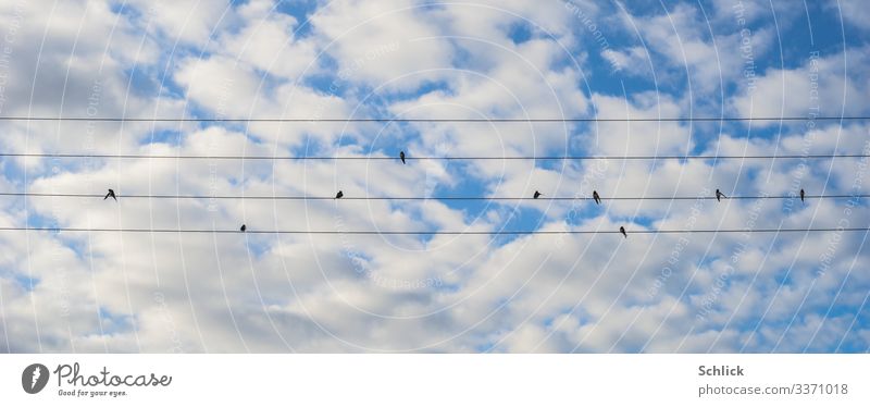 Schwalben putzen sich auf Stromleitung Froschperspektive Natur Tier Himmel Wolken Melodie Schönes Wetter Wildtier Vogel Tiergruppe sitzen blau schwarz weiß
