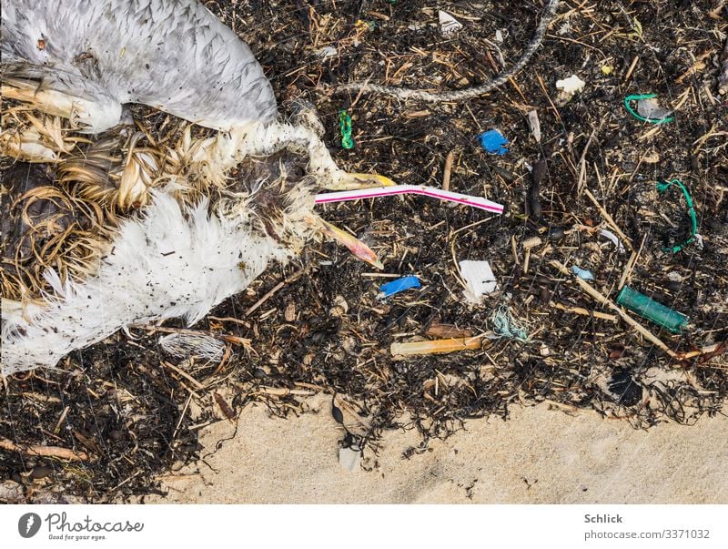 Möwe Tod durch Plastikmüll Strand Meer Umwelt Natur Tier Küste Wildtier Totes Tier Vogel 1 Kunststoffverpackung dreckig Ekel gruselig hässlich trist