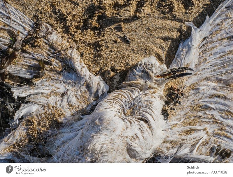Tote Möwe an einem Angelhaken verendet Küste Tier Wildtier Totes Tier 1 Sand Ekel gruselig maritim trist braun schwarz weiß Fischereiwirtschaft Vogel Feder